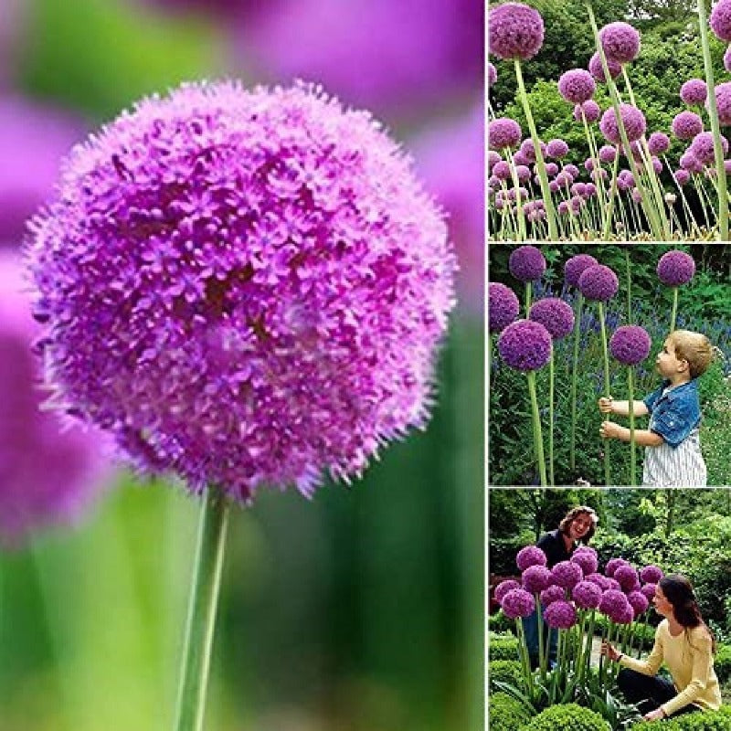 Giant Purple Allium Giganteum Seeds