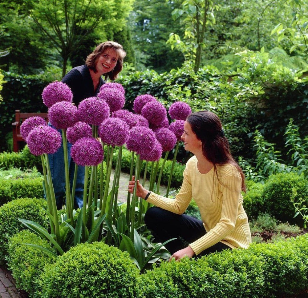 Giant Purple Allium Giganteum Seeds