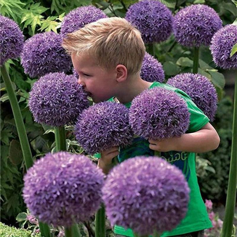 Giant Purple Allium Giganteum Seeds