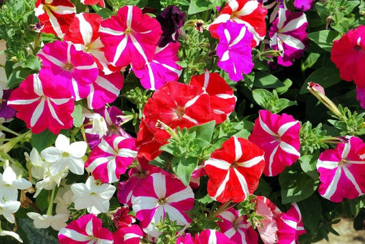 Petunia Stripped Multiple Colour Flower Seeds - Botanical Name: Petunia x hybrida