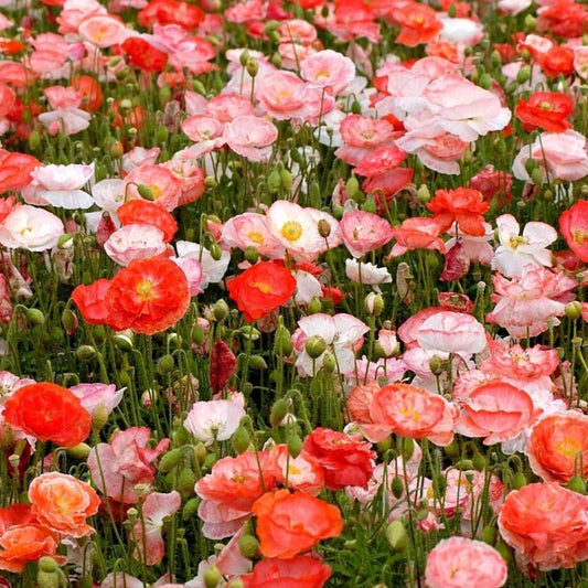 Poppy - Shirley Poppy Double Flower Seeds