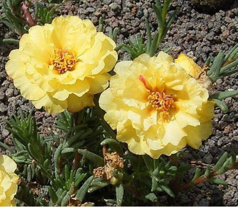 Portulaca Double Flower Seed Mix