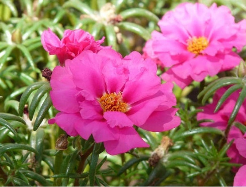 Portulaca Double Flower Seed Mix