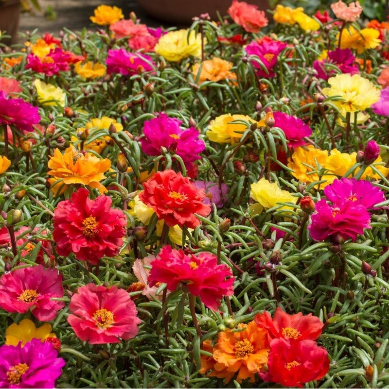 Portulaca Double Flower Seed Mix