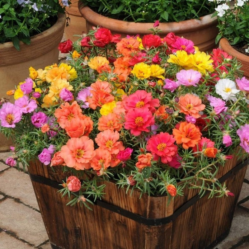 Portulaca Double Flower Seed Mix