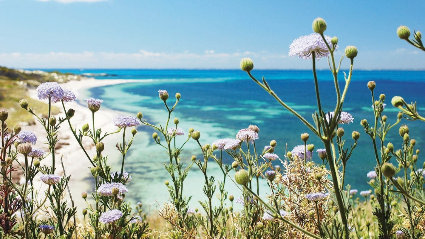 Daisy Rottnest Island Flower Seeds - Botanical Name: Trachymene coerulea