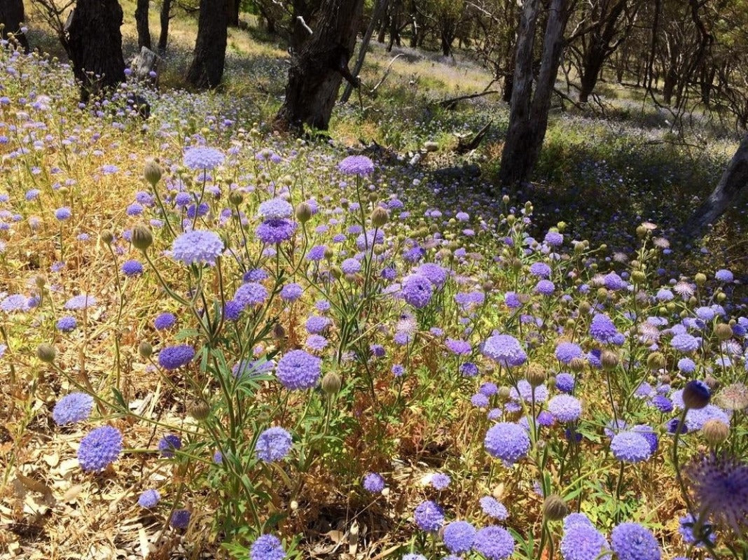 Daisy Rottnest Island Flower Seeds - Botanical Name: Trachymene coerulea