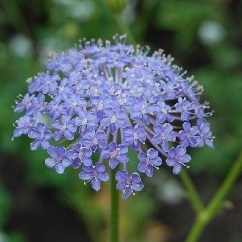 Daisy Rottnest Island Flower Seeds - Botanical Name: Trachymene coerulea