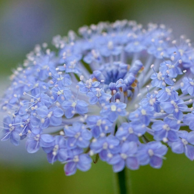 Daisy Rottnest Island Flower Seeds