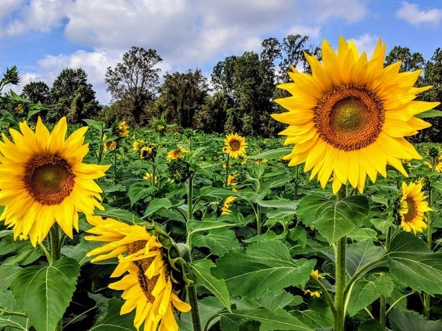 Sunflower Sun King Seeds