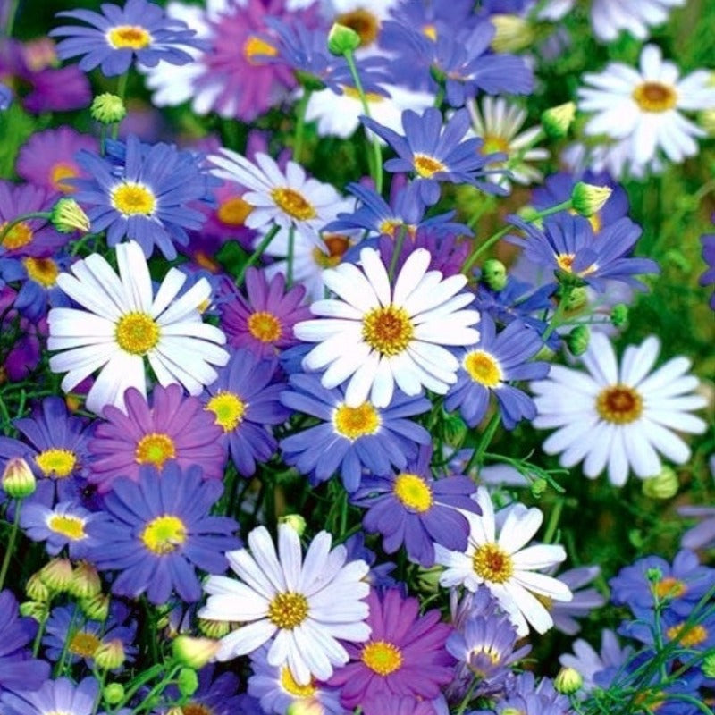 Daisy Swan River Summer Skys Flower Seeds - Botanical Name: Brachyscome iberidifolia