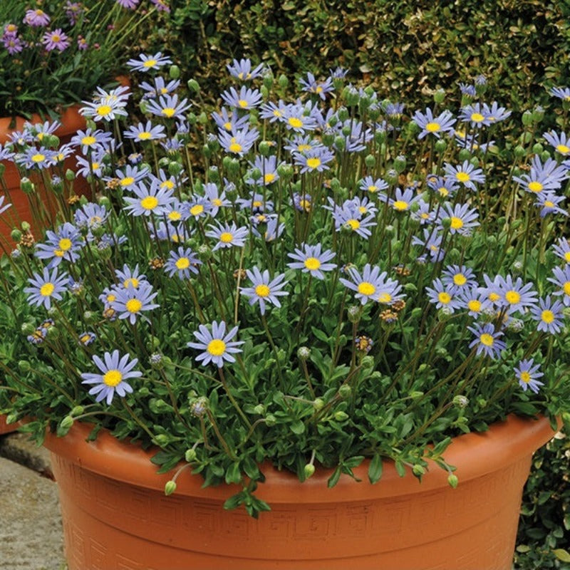 Daisy Swan River Summer Skys Flower Seeds - Botanical Name: Brachyscome iberidifolia