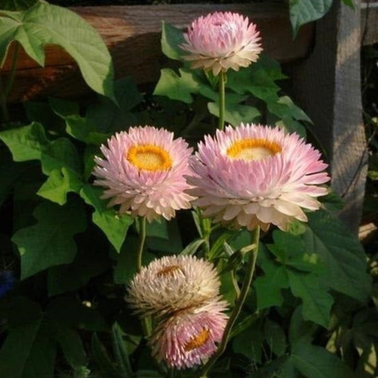 Daisy Everlasting Silver Rose Flower Seeds - Botanical Name: Xerochrysum bracteatum