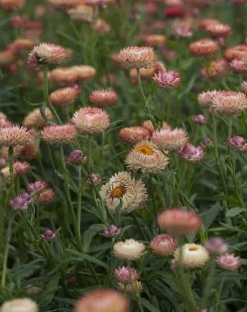 Daisy Everlasting Silver Rose Flower Seeds - Botanical Name: Xerochrysum bracteatum