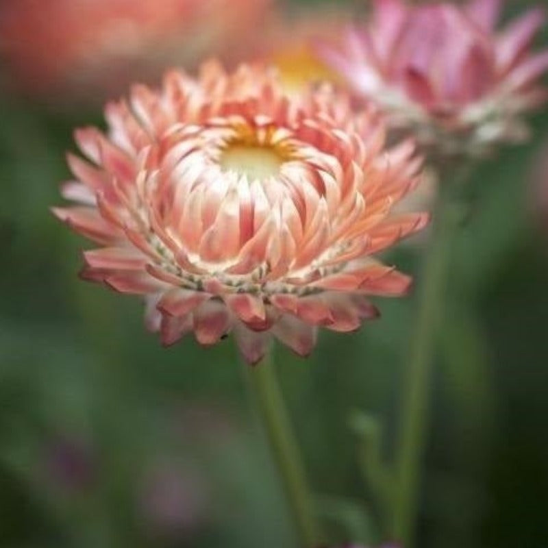 Daisy Everlasting Silver Rose Flower Seeds - Botanical Name: Xerochrysum bracteatum