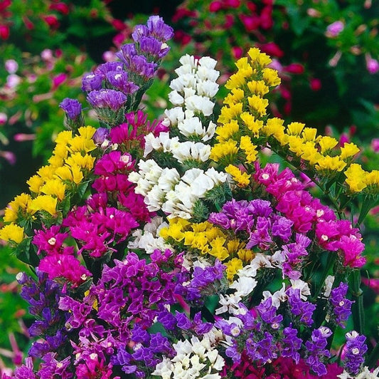 Statice Mixed Colour Flower Seeds