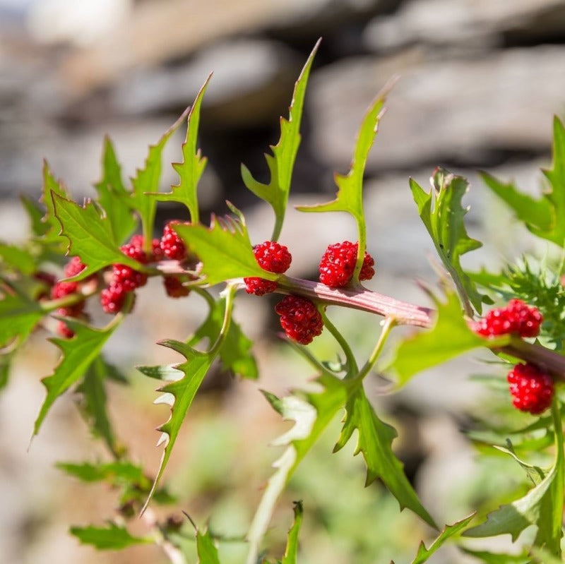 Strawberry Spinach Seeds