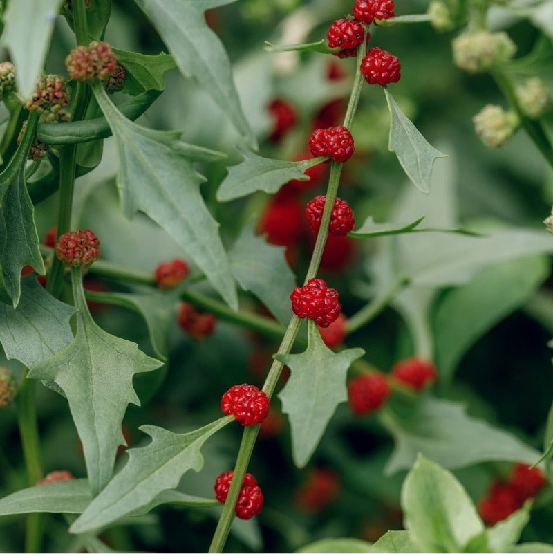 Strawberry Spinach Seeds