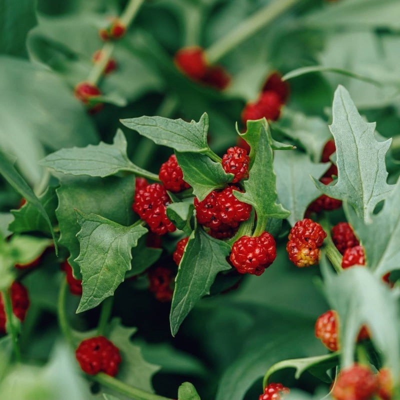 Strawberry Spinach Seeds