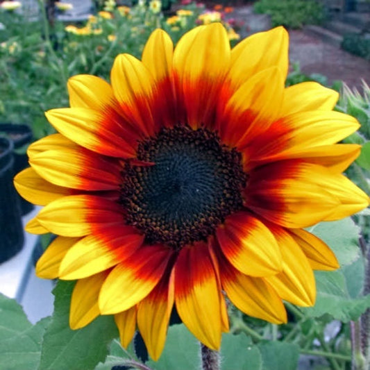 Solar Flash Sunflower Seeds