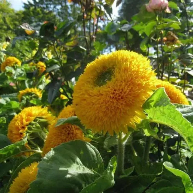 Teddy Bear Sunflower Seeds