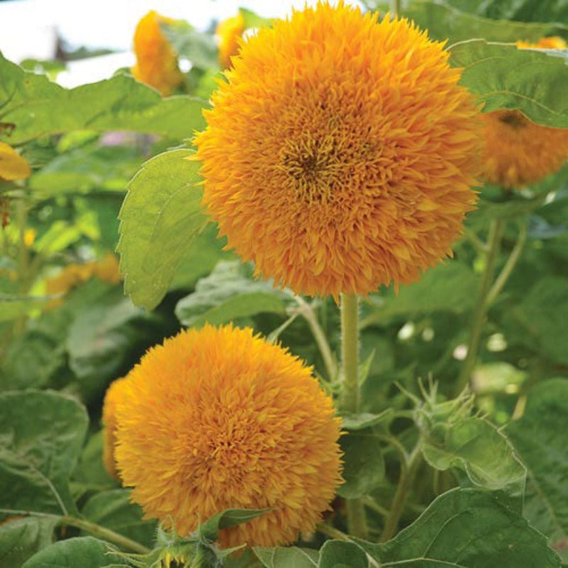 Teddy Bear Sunflower Seeds