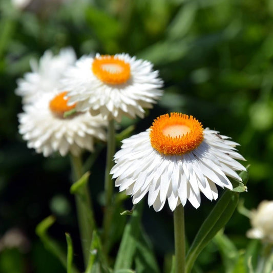 Daisy Everlasting White Flower Seeds - Botanical Name: Xerochrysum bracteatum