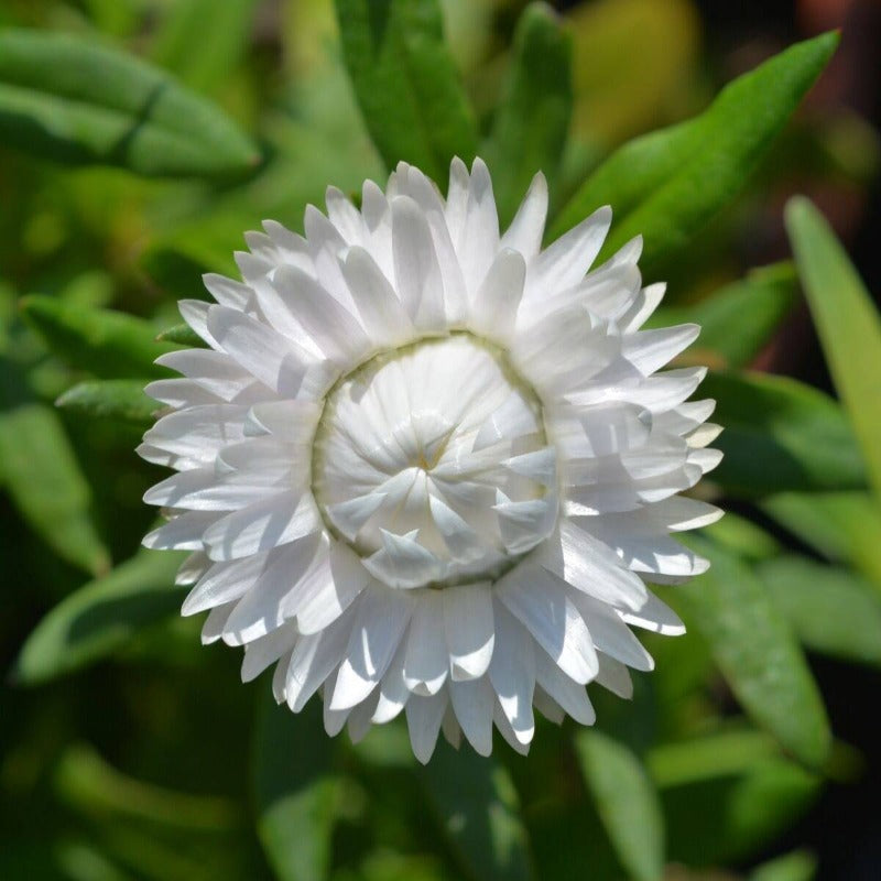 Daisy Everlasting White Flower Seeds - Botanical Name: Xerochrysum bracteatum