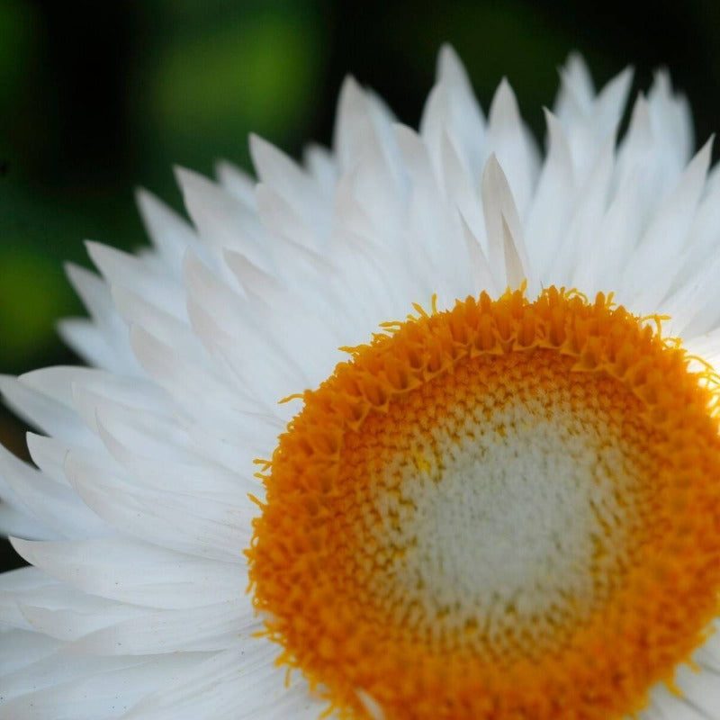 Daisy Everlasting White Flower Seeds - Botanical Name: Xerochrysum bracteatum