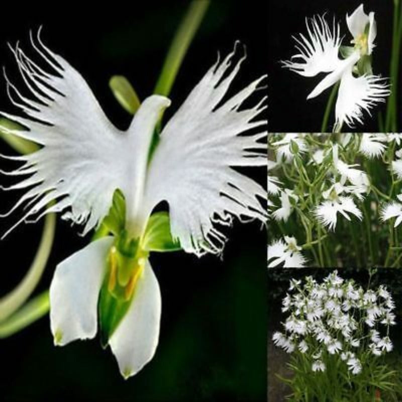 White Dove Flower Seeds