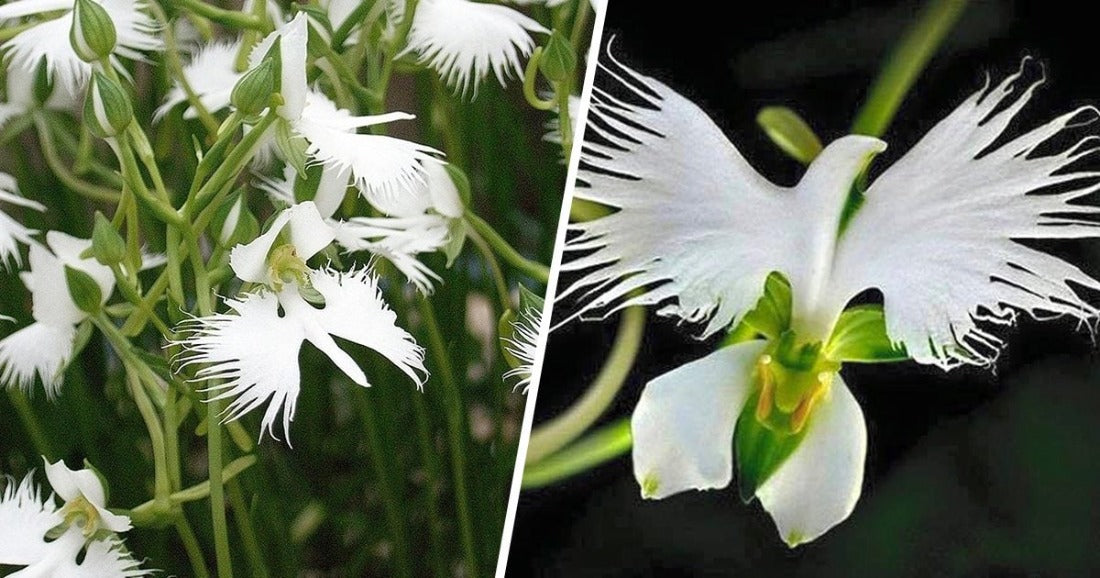 White Dove Flower Seeds