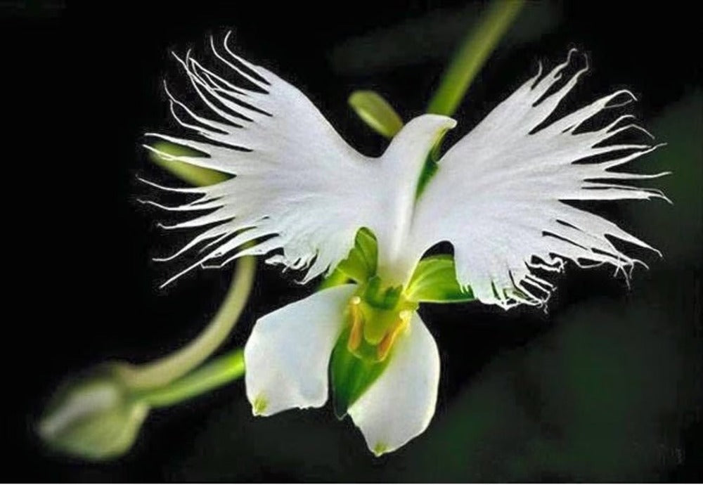 White Dove Flower Seeds