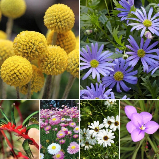 Australian native mixed flower seeds