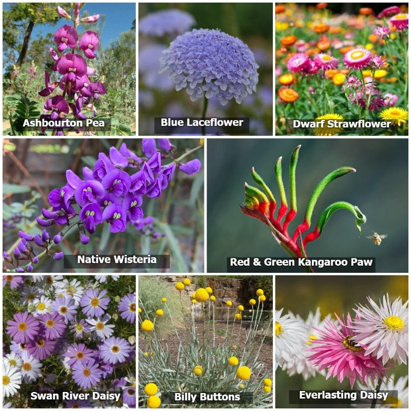 Australian native mixed flower seeds