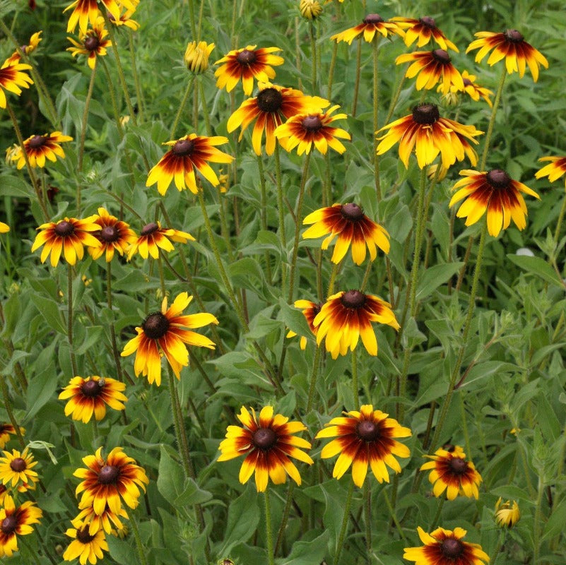 Black Eyed Susan - Gloriosa Daisies Mix Seeds - Botanical Name: Rudbeckia hirta