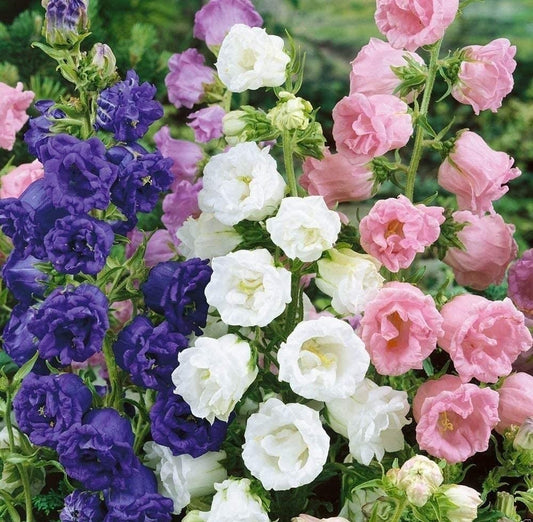 Canterbury Bells Cup and Saucer Flower Mix Seeds