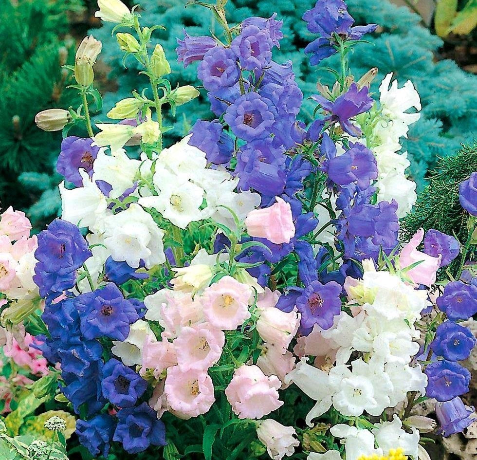 Canterbury Bells Cup and Saucer Flower Mix Seeds