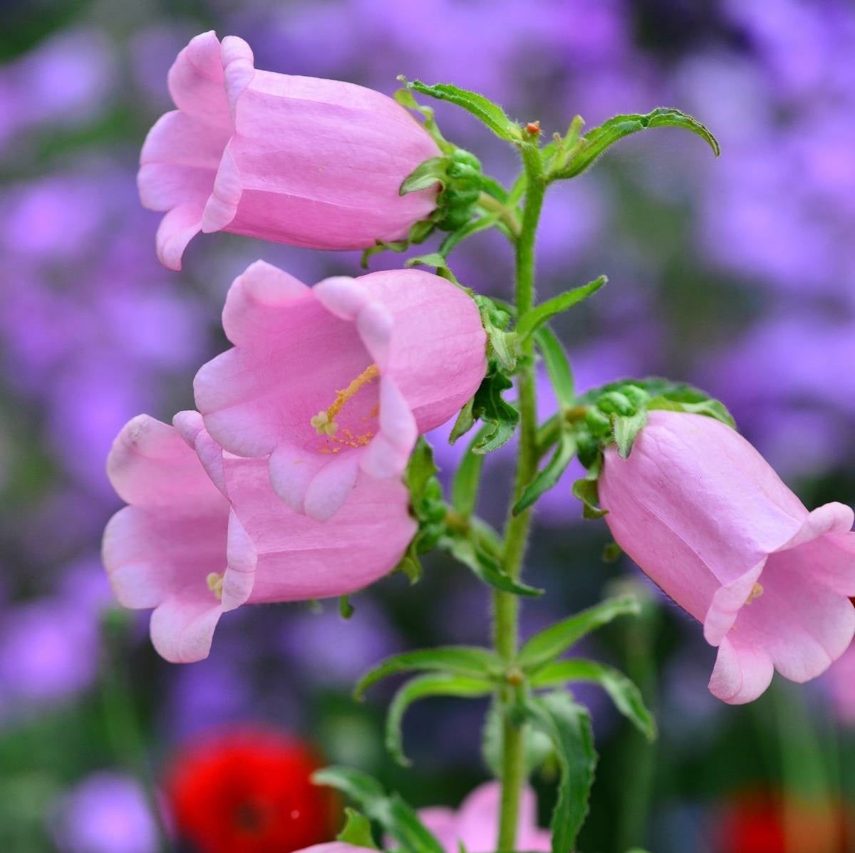 Canterbury Bells Cup and Saucer Flower Mix Seeds