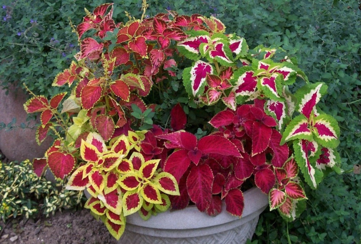 Coleus Mixed Rainbow Seeds