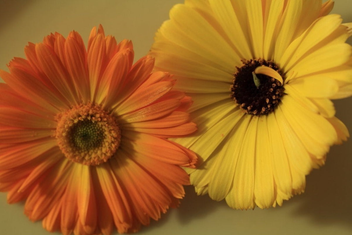 Calendula – Mixed Shades Flower Seeds - Botanical Name: Calendula officinalis