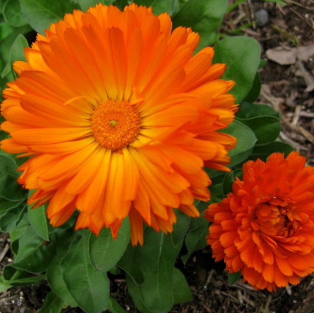 Calendula – Mixed Shades Flower Seeds - Botanical Name: Calendula officinalis