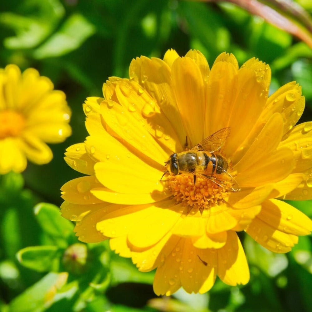 Calendula – Mixed Shades Flower Seeds - Botanical Name: Calendula officinalis