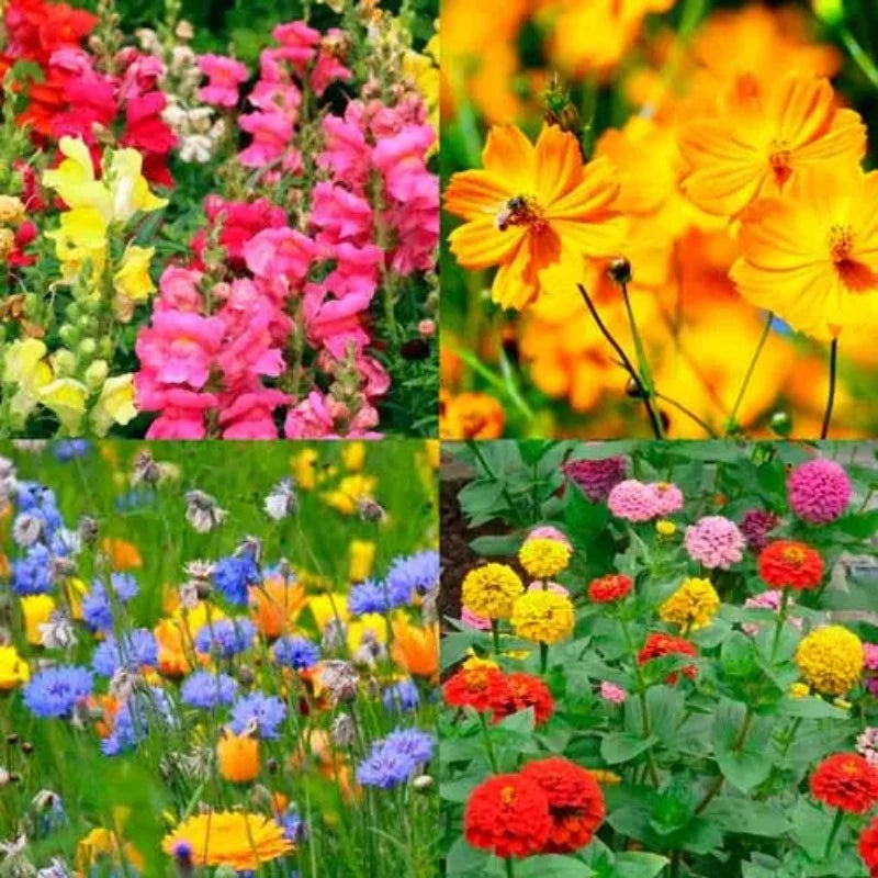 Cottage Garden Mixed Flower Seeds