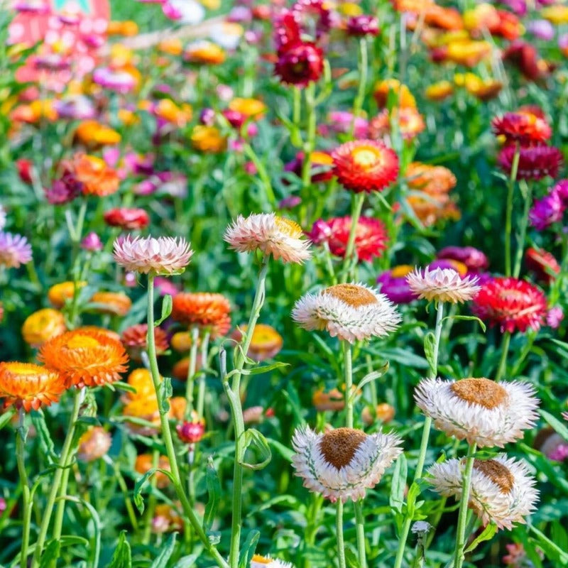 Daisy Everlasting Tom Thumb Flower Seeds