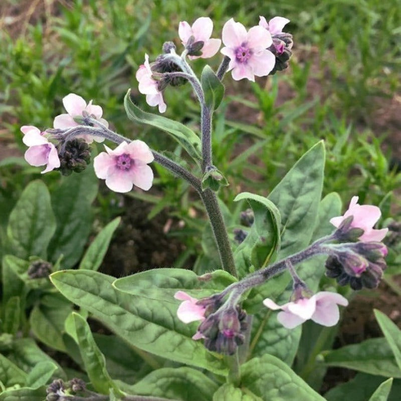 Forget Me Not - Chinese Mistic Pink Flower Seeds - Botanical Name: Cynoglossum amabile