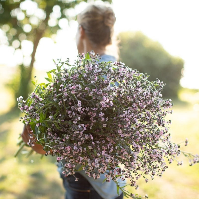 Forget Me Not - Chinese Mistic Pink Flower Seeds - Botanical Name: Cynoglossum amabile