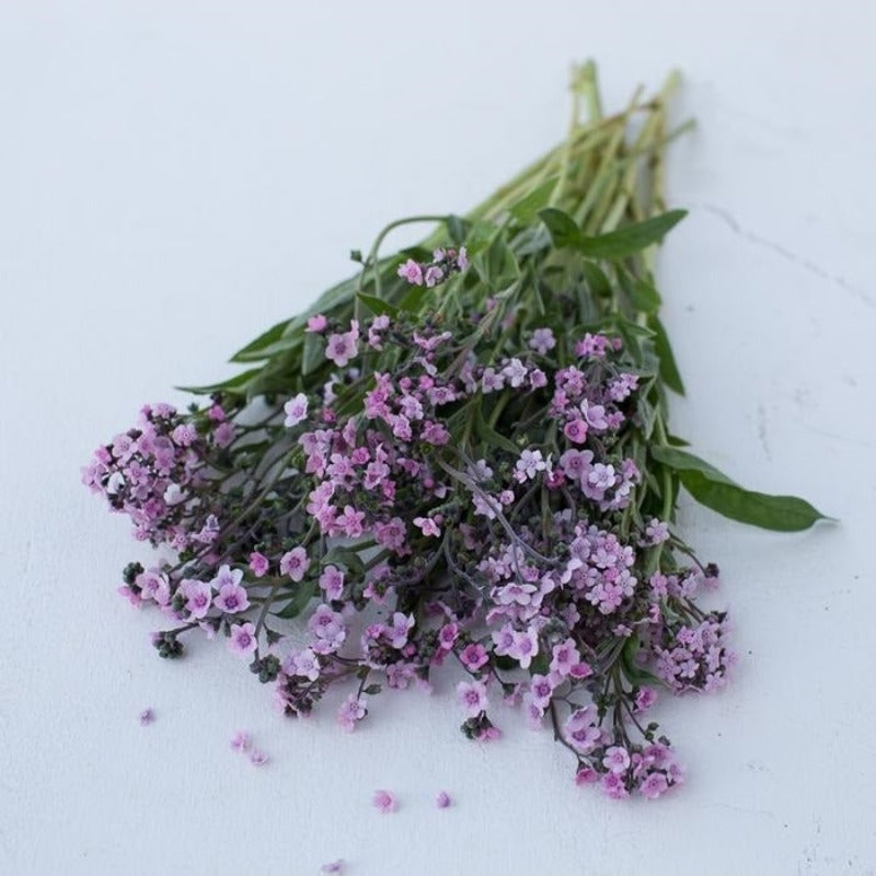 Forget Me Not - Chinese Mistic Pink Flower Seeds - Botanical Name: Cynoglossum amabile