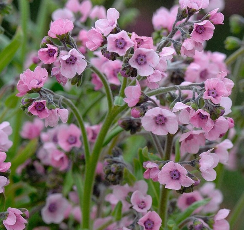 Forget Me Not - Chinese Mistic Pink Flower Seeds - Botanical Name: Cynoglossum amabile