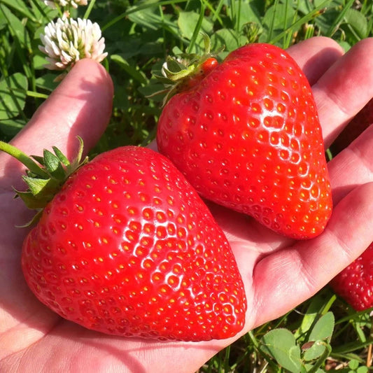 Giant Strawberry Seeds