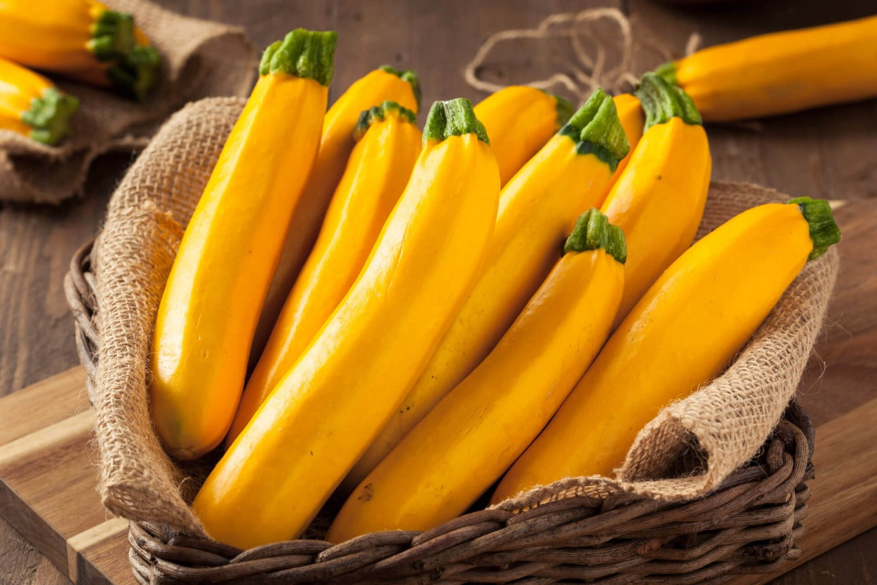 Zucchini - Golden Seeds (Organic) - Botanical Name: Cucurbita pepo